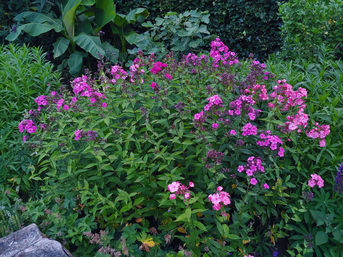 MeteoVarsenare's tweet image. #Hortensia and #Flocs #FlowerReport #gardening #Flowers