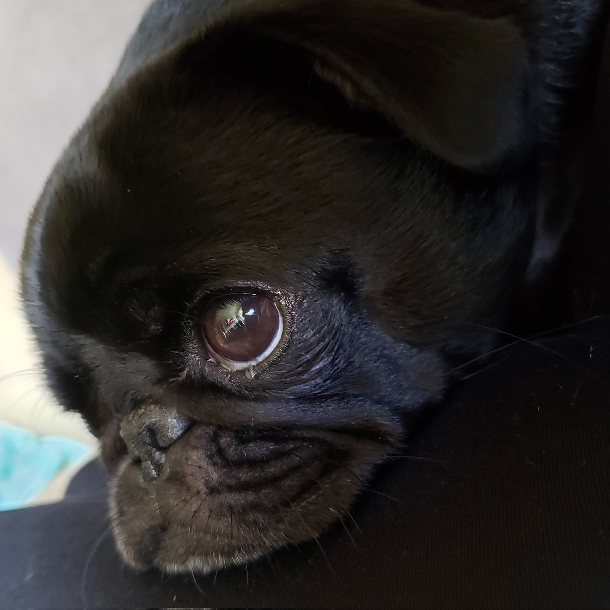 WorldOrsons's tweet photo. Happy #WontLookWednesday! I can't look because I'm watching the new #TurnerAndHoochSeries! I could totally fight crime like Hooch! #watchingtv #pug #puglife #dogsoftwitter https://t.co/BpbnRe36Tu
