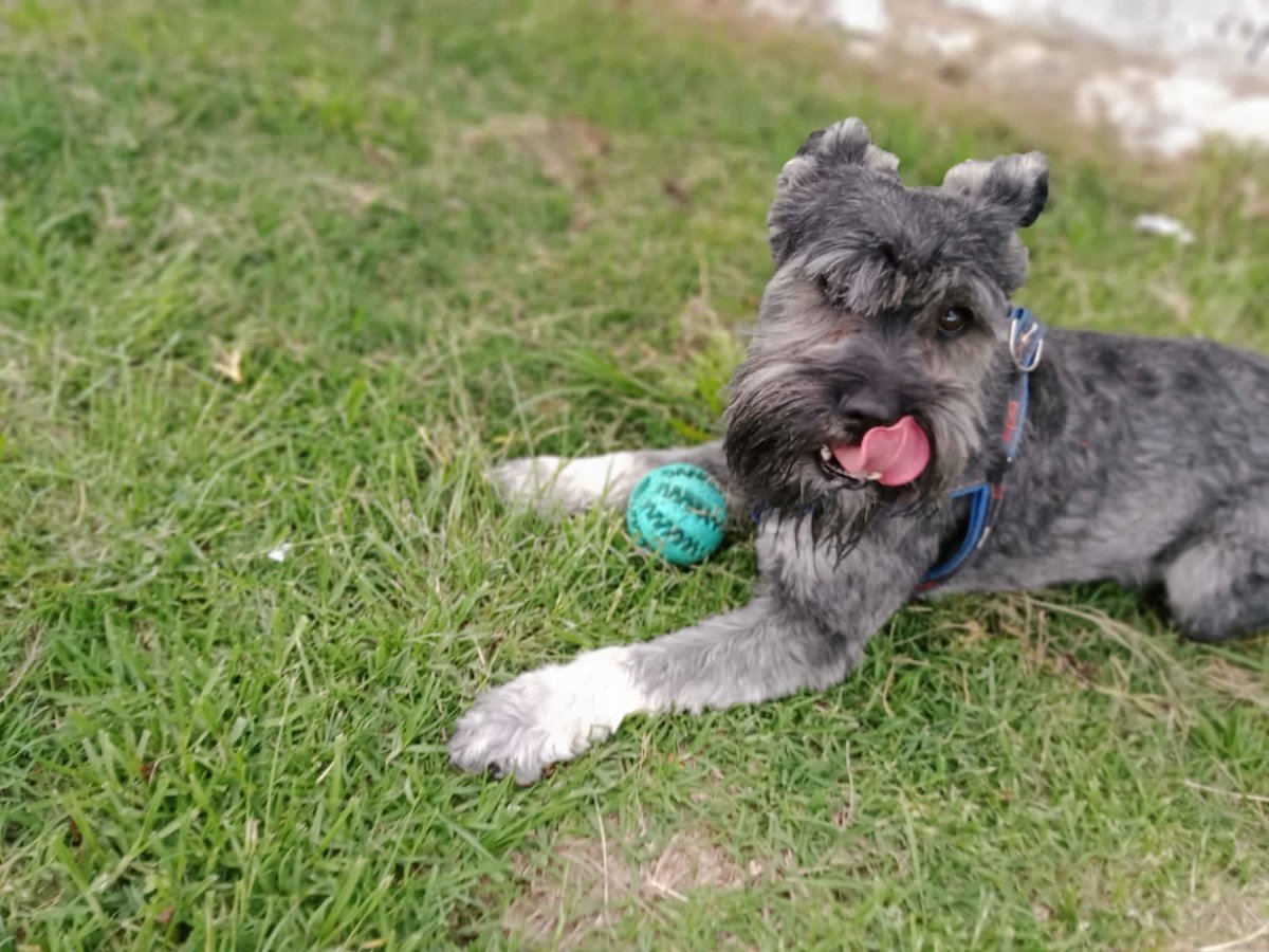 perrustika's tweet photo. ❤️🐾 #Daiky ⭐️🌈😎 guapo #schnauzer durante su estancia en Perrustika Parque Canino 🐶 dale a tu cachorro un gran día lleno de aventuras! 🥳🌈

Info 📲 2461428335
Callcenter ☎️ (246) 3270349
Juntos seguimos #DejandoHuella 🐾 👣 #Tlaxcala https://t.co/tUYKV9PsMo