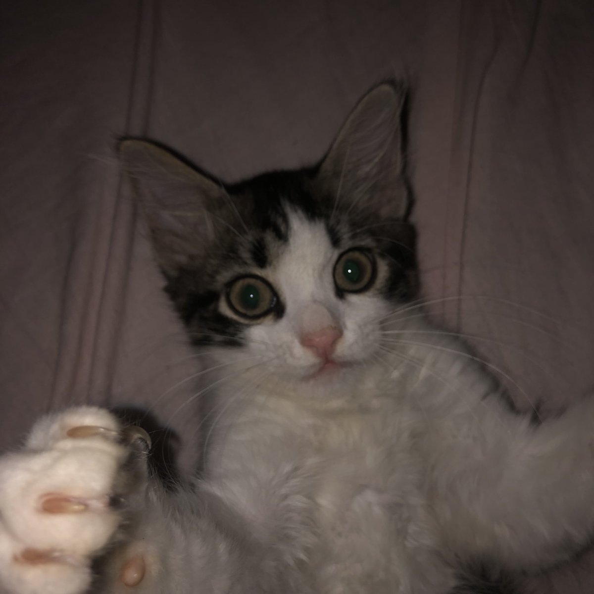 смотрите какой у меня абобус котангенс и кисадилия блин❤️