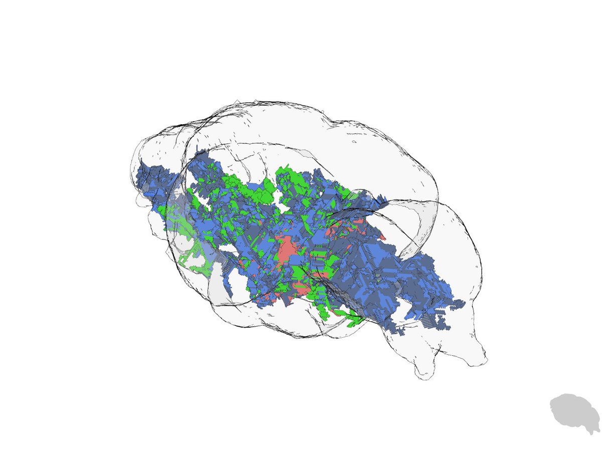 FieldsKailyn's tweet photo. After a long time spent coding, debugging, and assistance I'm finally able to show off the "alpha-build" adult zebrafish brainglobe-(almost) compatible atlas! Can't wait to generate the real deal ;) #AZBA #brainrender #neuroscience #zebra_fish @brain_globe  @Fish4Brains https://t.co/0e7pjxDJRC