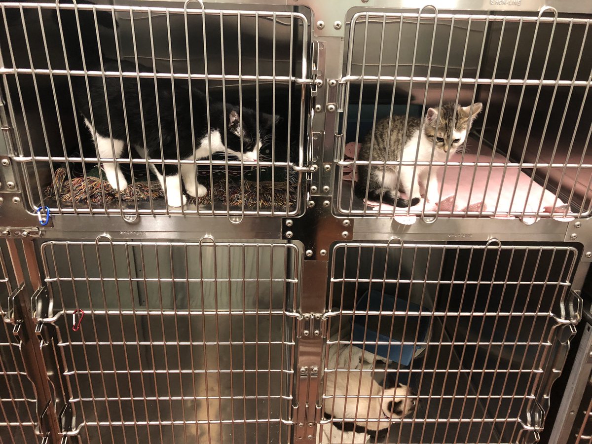 BethelVet's tweet photo. Wednesday mornings are surgery mornings for Dr. Donahue and today we’re highlighting our kitten patients! They’re all super friendly and sooo cute! 🥰 

#surgeryday #prettykitties https://t.co/kcsOQL99qW