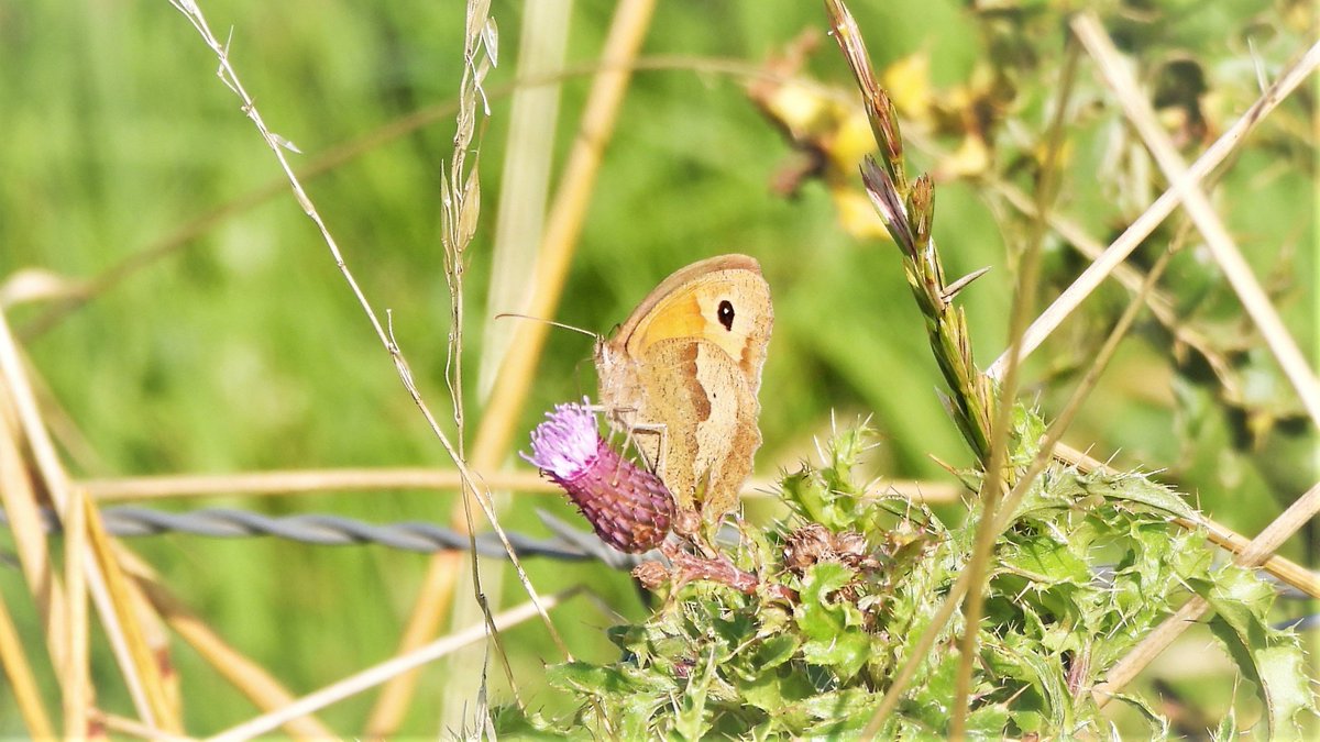 inja5248's tweet photo. #bruin_zandoogje 🦋 op #speerdistel 
langs de #Putbeek #Montfort 
@vlinderNL 
@NatureTodayNL https://t.co/GZCusLnOwN