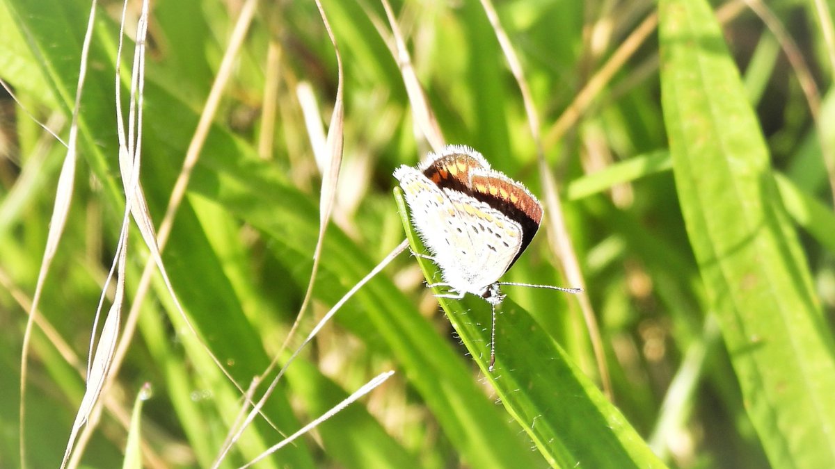 inja5248's tweet photo. #bruin_blauwtje 🦋 langs de #Putbeek #Montfort 
@vlinderNL 
@NatureTodayNL https://t.co/eDkabH7f3H
