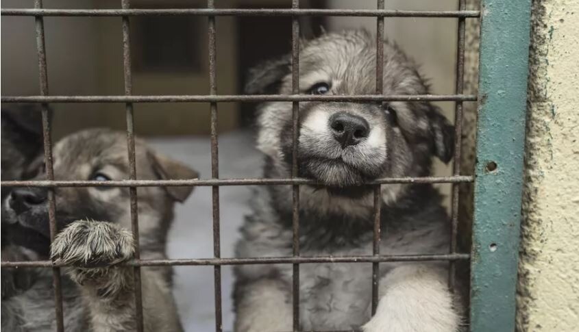 💬 Julien Denormandie, ministre de l'Agriculture 

«La France est championne du monde des abandons d’animaux domestiques (NDLR : 100 000 par an, selon le gouvernement), il faut lutter contre les achats compulsifs» ➡️ l.leparisien.fr/C3Cl