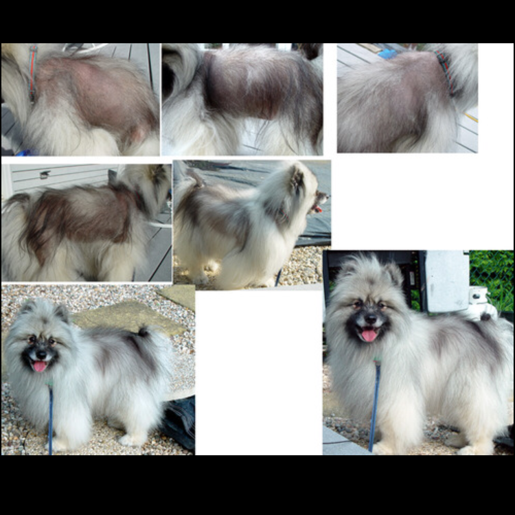 DERMagic's tweet photo. Changing the world - one dog at a time... 
#alopeciaX #BSD https://t.co/AeZcBSQif9
