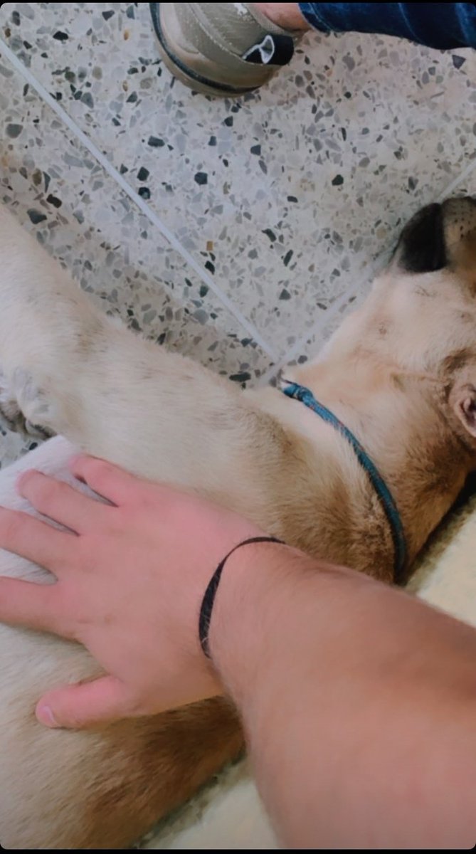 MJavicueva's tweet photo. El y su perro osea quisiera yo ser el perro osea eso es de envidiar mil veces enserió ajajajajajajajajajajajajajsjsjsjsjsjsjsjsjsj @Javiertheis javi no se pero ese perro es el mas afortunado de todas las fans de javiecueva 🤧🥺🛐❤😭

Aquí los amantes de los perros 🐕❤ https://t.co/2PknR9JjeS