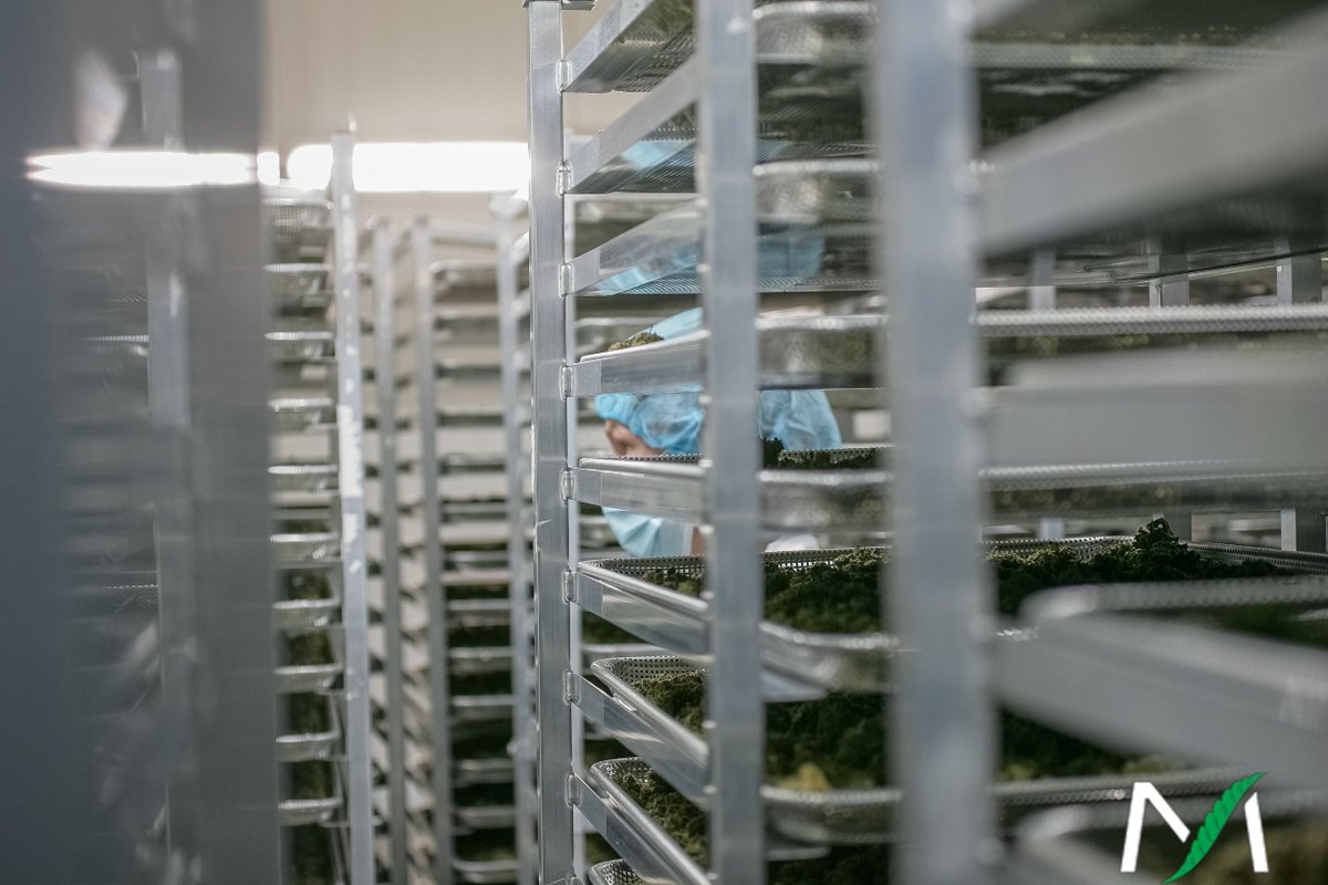 Hiding in one of our #TeamMedisun dry rooms? We don’t blame you. Can you guess who’s getting ready for an interview in this photo? 
.
.
#cannabiscommunity #canadiancannabis #cannabisconnoisseur #cannabiseducation #cannabislove #sativa #marijuanaindustry
