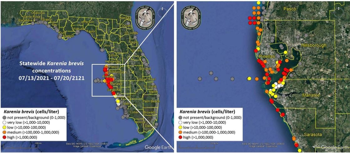 Here's the latest from FWC related to #RedTide: myfwc.com/research/redti… #LongboatKey continues to have mild impacts. Dead sea life accumulations have remained mild this week with minor respiratory irritation, odor, &amp; water discoloration. Staff will continue to monitor conditions.