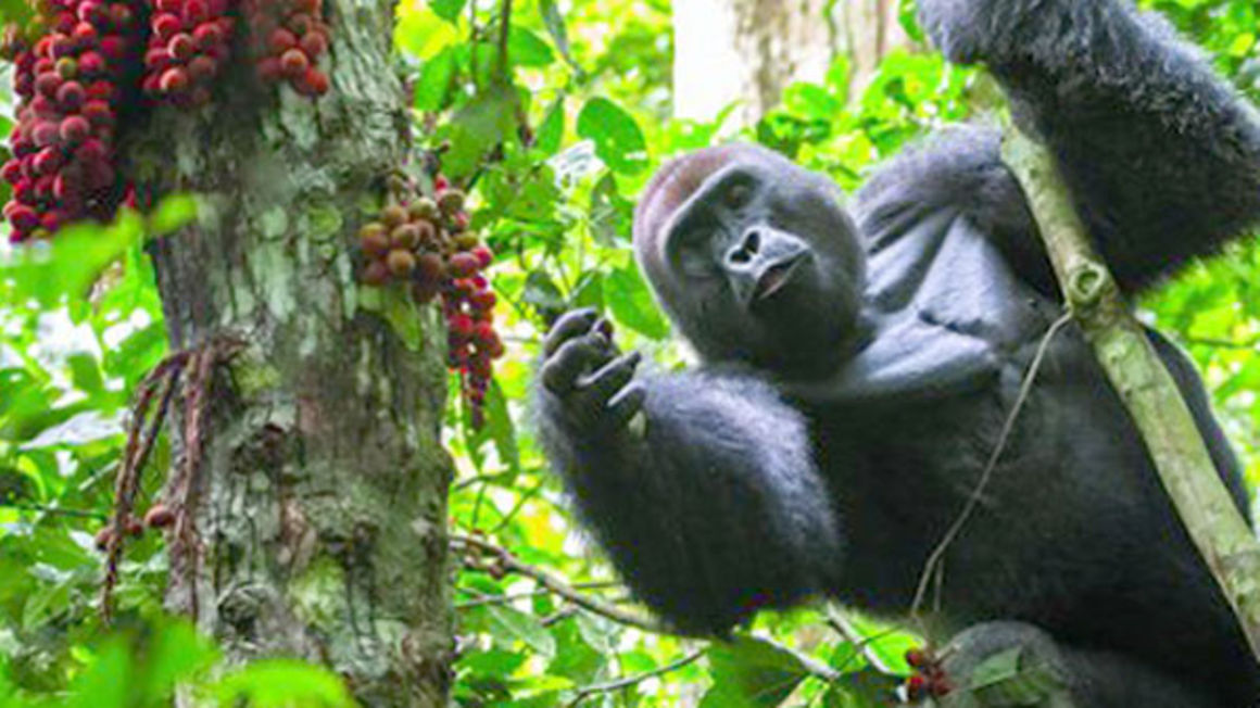 @halpern_claude @JustNature10 Mountain Gorillaz in Uganda the Pearl of Africa 🤗🇺🇬🇺🇬