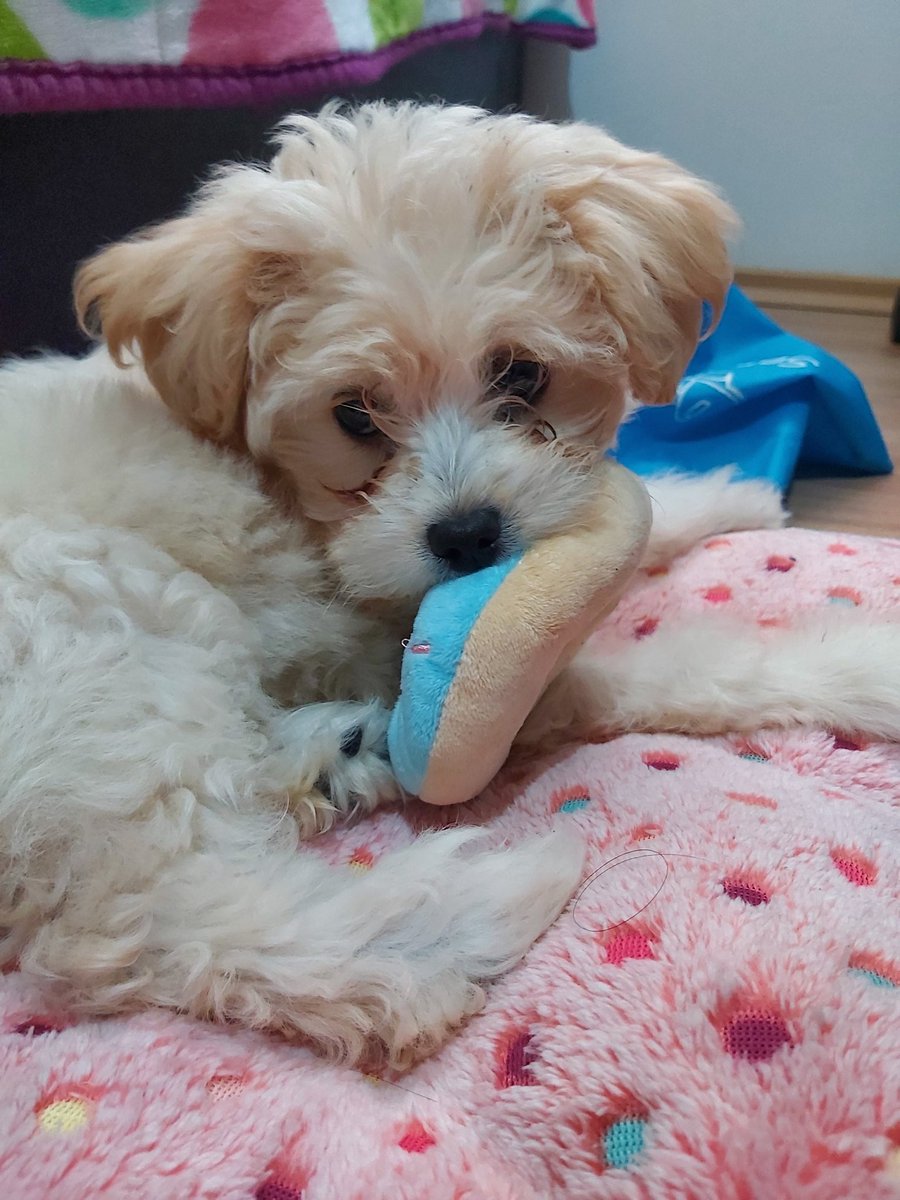 Bere_ramone's tweet photo. @HyundaiMotorMex 🐶❤ https://t.co/faqdaRjWbL