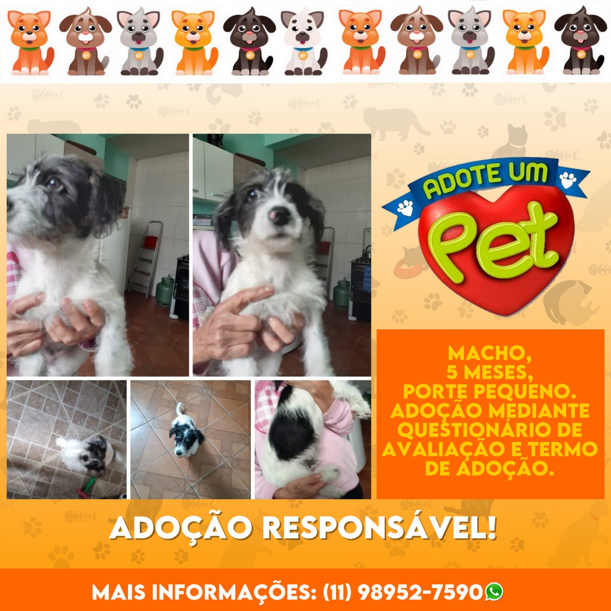 AnimalFriends10's tweet photo. Adote um Pet 🐾

Macho 🐕

5 meses, porte pequeno.

Adoção mediante questionário de avaliação e termo de adoção.

Adoção responsável ❗
.
.
.
.
Não pode adotar? Compartilhe 🥰

Mais informações: 📲 (11) 98782-0540

#caesegatos #caes #gatos #petshopguarulhos #animalfriendspetshop https://t.co/cotOMD4BOx