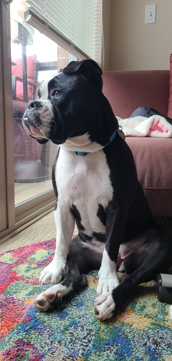 Puppy turned 1 this week 🥳