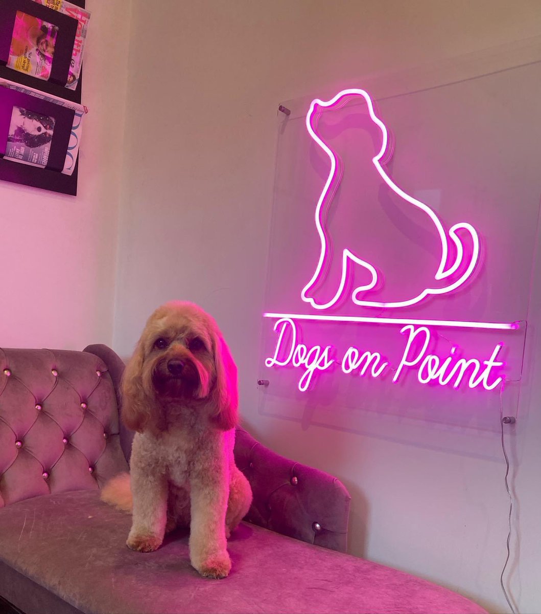 Dogs On Point tweet media