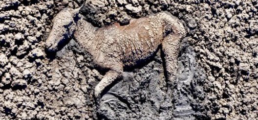 MJHampel's tweet photo. Junges Pferd verendet in der Schlammwüste, weil es nicht mehr aufstehen konnte. Es ist ein Symbol für das Versagen der Klimapolitik. https://t.co/qprGwTn3e4