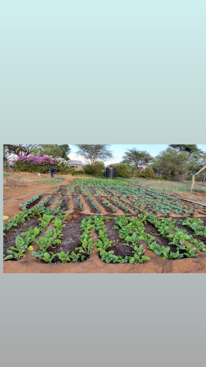 Alekakeny's tweet photo. It's our responsibility to fight hunger... the little things we do makes a huge difference globally.  @kitchengardenke @HeiferKenya @kilimoKE https://t.co/TpIxrbim1x