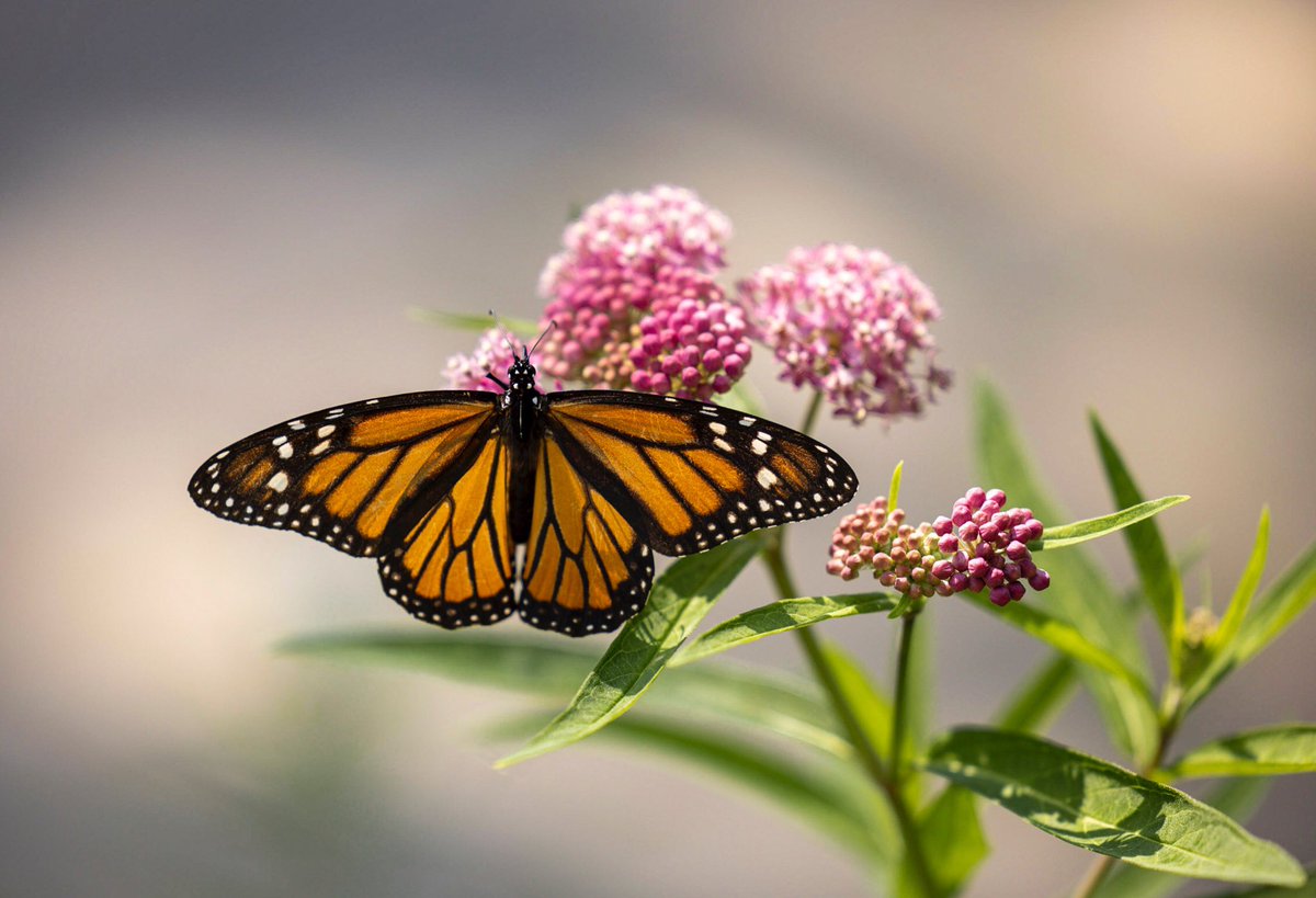 07/14/21 Open For Summer #JourneyNorth #Monarch #Milkweed #SwampMilkweed #PollinatorPatch #Butterfly #Naturallnfrastructure #Summer #HamOnt #Canada #Nature #HamOntBiodiversity #CanadianPhotography #OpenForSummer