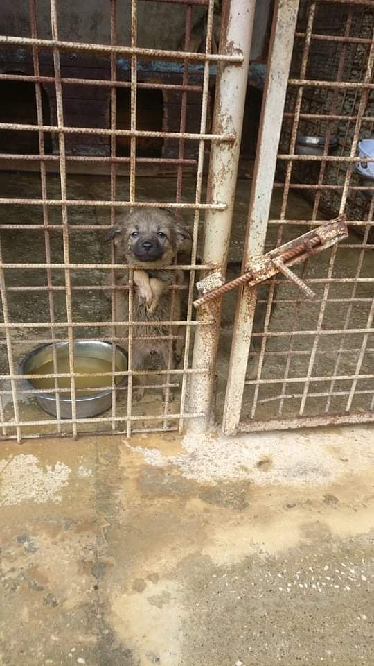 Paws2RescueUK tweet media