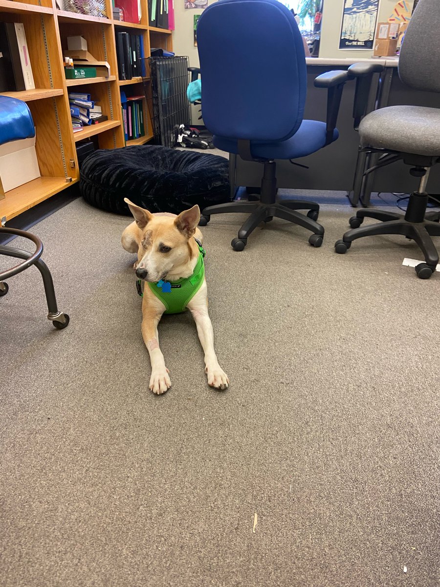 Shout out to @RodalLab for being the most supportive mentor, welcoming my dog who's recovering from surgery into lab this week and even offering up her office for him, so that he doesn't have to stay home in a cone that scares him and I can still do my science!🐶