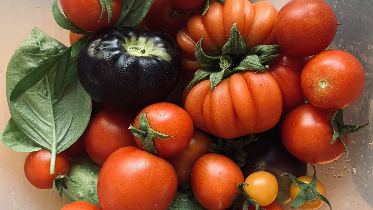 July July is here! 🥳

#heirloomtomatoes #joycecountry #westofireland #growfromseed