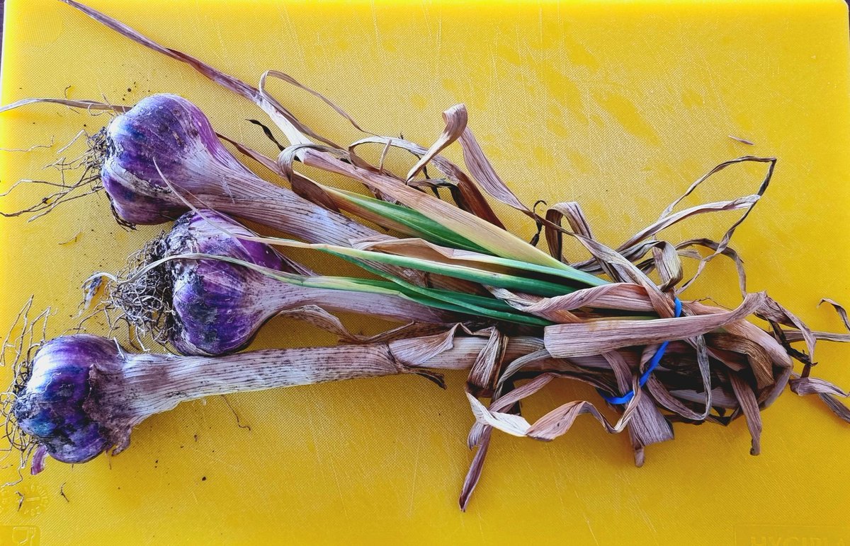 Get yourself some good neighbours. Fresh garlic. #homegrown #bartering