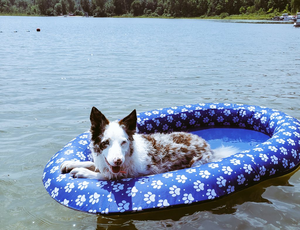 PinknoseP's tweet photo. Check this out! ⛱
Mama got ME a float. Now I can hang on the beach with her when she floats!
How cool is that!?❓
.
Have you ever floated?❓
.
#pinknosepup #apinknosepup #dogfloat #swimways
#doginfluencer #lakedog #lakelife #beachdog #beach
@SwimWays https://t.co/IDxP1Ia9V2