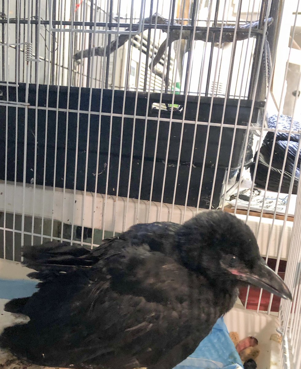 Here is a picture of a #FishCrow we got in. Fish Crows are usually seen in #DC by the water (hence the name) and they make a honking noise rather than the caw heard by #AmericanCrows. These crows learn to #cache (hide) food in the bottom right corner of the photo.