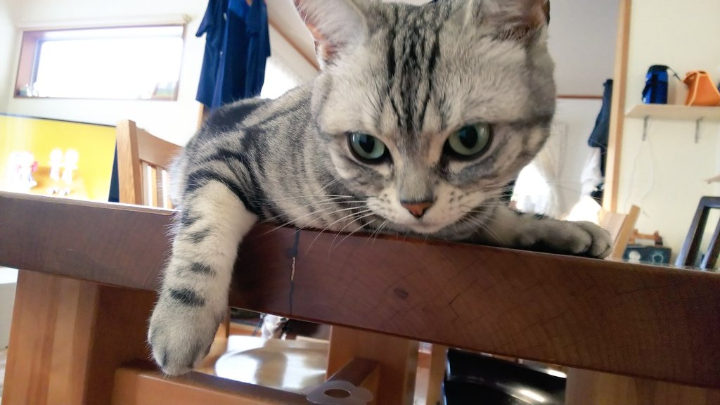 猫の結膜炎 猫の結膜炎