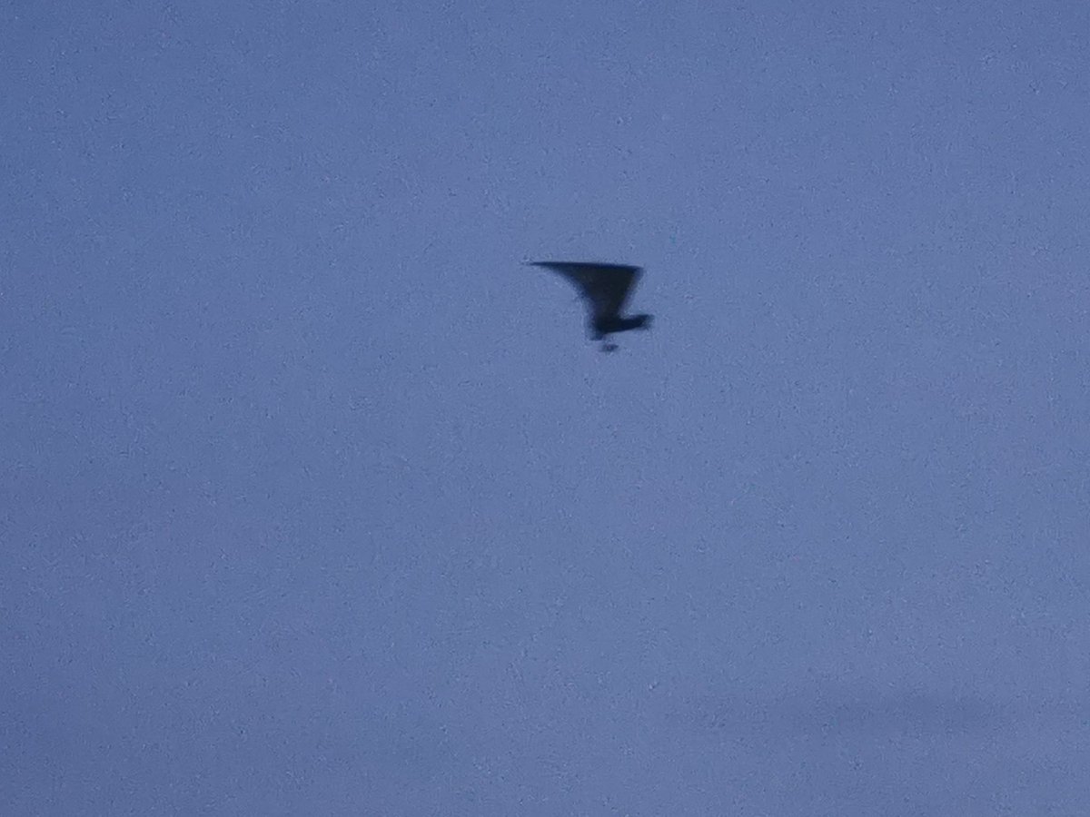 DermotKeyes's tweet photo. Flying high. #Butlerstown #Waterford https://t.co/Abyt9DP3IR