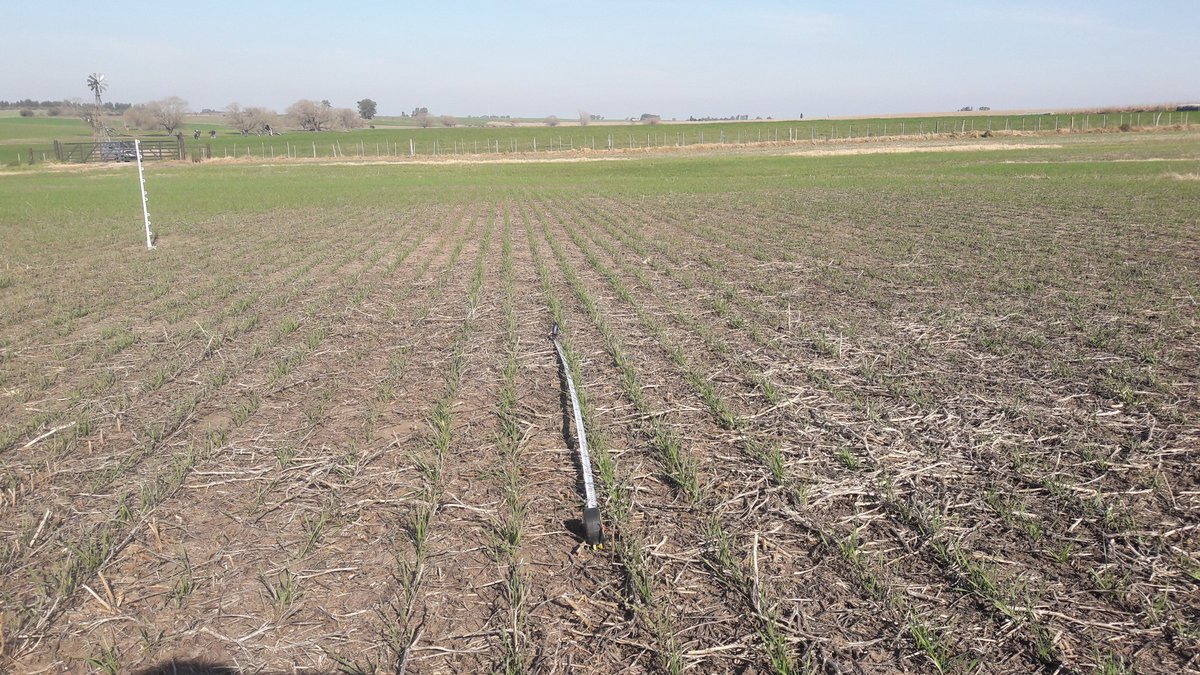 IgnacioGaudin's tweet photo. Primer evaluacion de numero de plantas en lado a lado trigos Syn 200 y Syn 211 vs testigos , estado z 13 Anchorena , Excelentes implantaciones en ambos. Colonia .@grupomaccio @BuckSemillas @Elflacodeltuit https://t.co/4pYU6EBnHT