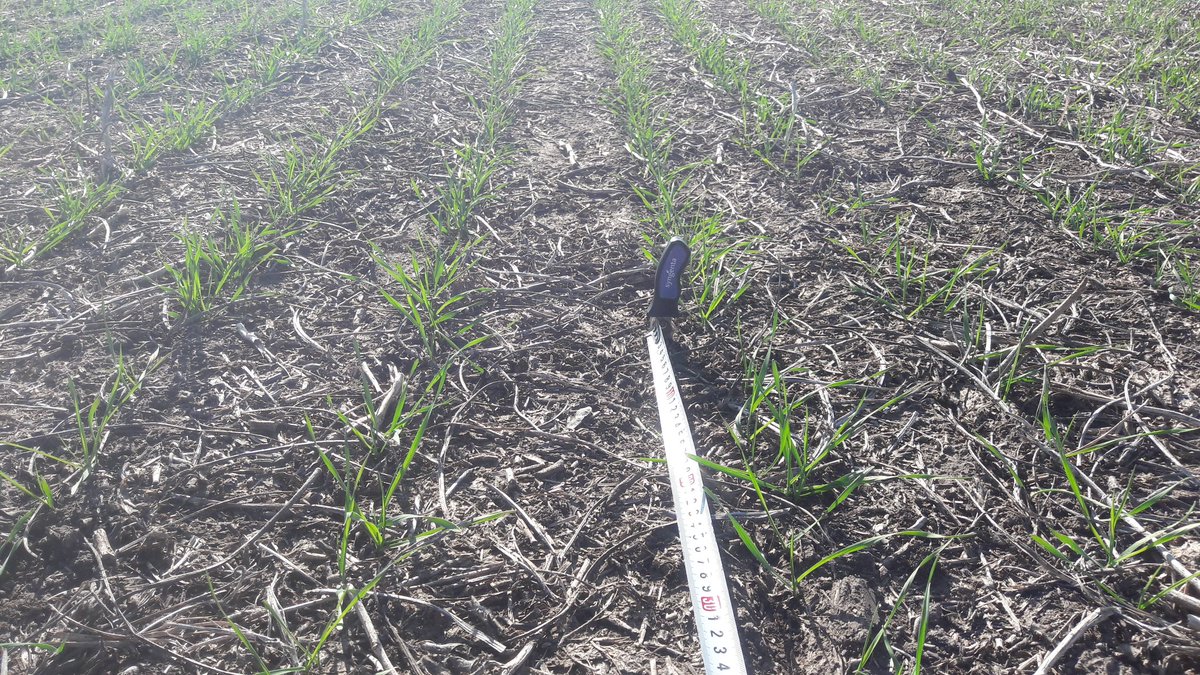 IgnacioGaudin's tweet photo. Primer evaluacion de numero de plantas en lado a lado trigos Syn 200 y Syn 211 vs testigos , estado z 13 Anchorena , Excelentes implantaciones en ambos. Colonia .@grupomaccio @BuckSemillas @Elflacodeltuit https://t.co/4pYU6EBnHT
