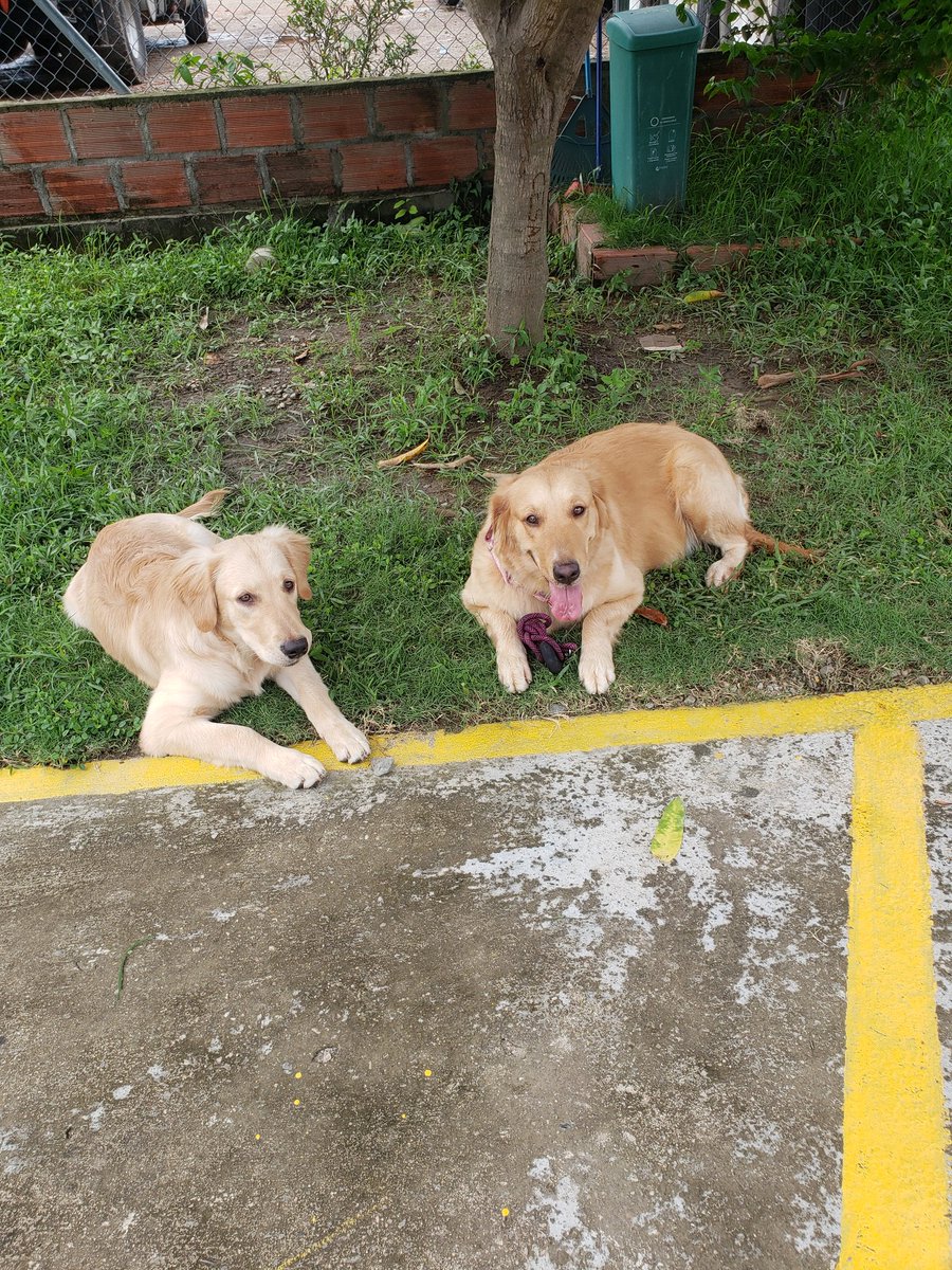 ELIANASANZY's tweet photo. Las niñas de la casa @hermith8812 #DiaMundialDelPerro https://t.co/2wYgXH1aFV