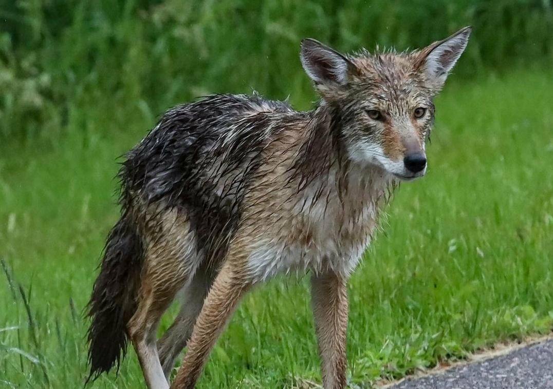 DailyCoyotes's tweet photo. Yote #194 https://t.co/bB6ilJwbPW