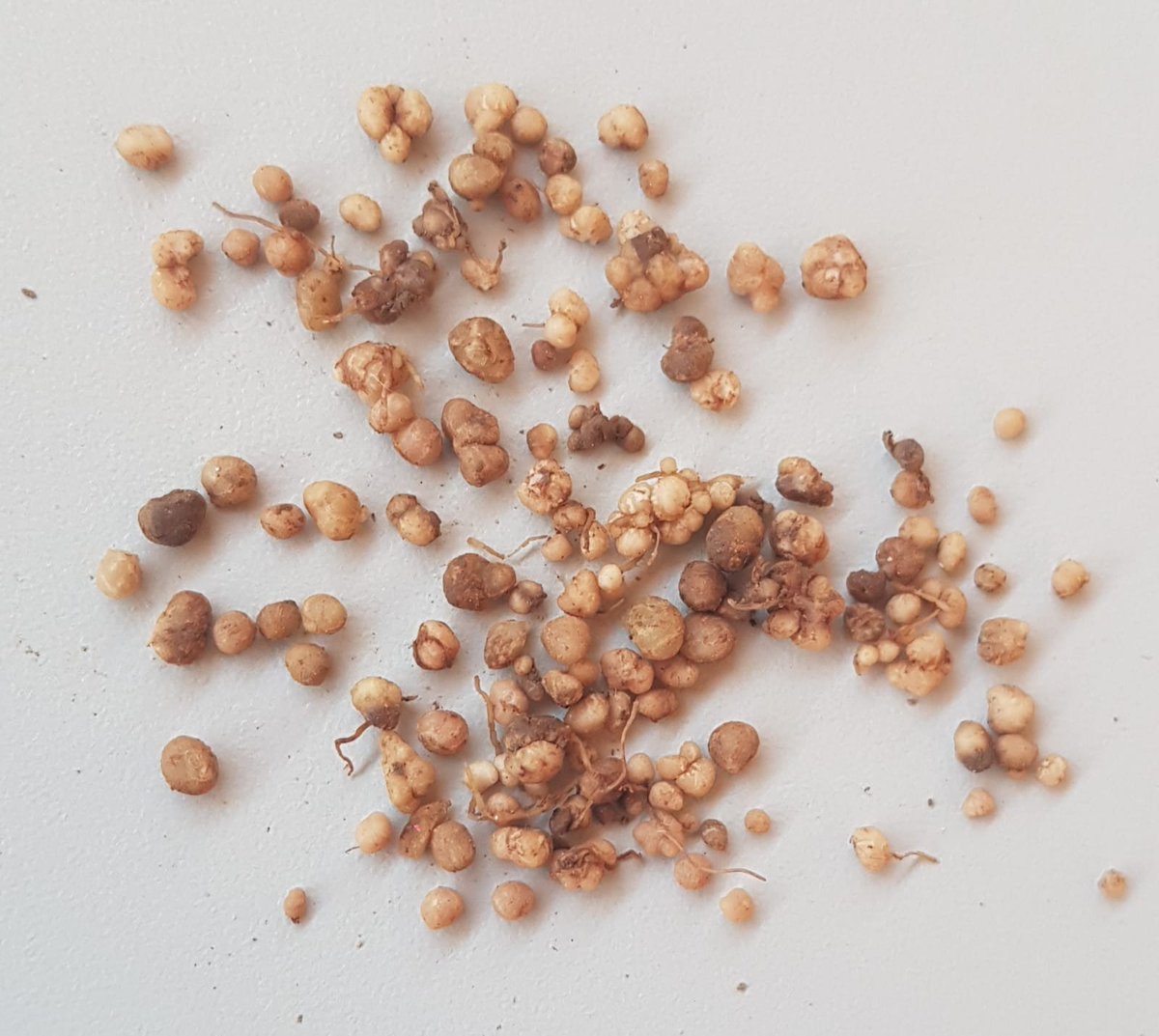 AsociaH's tweet photo. Nódulos radiculares en la judía asociada al melón. Fijando N del aire como fertilizante natural que puede reducirse en la fertilización externa. #agroecosistemas #sostenibles #cultivosasociados #intercropping https://t.co/QkjV1xdFyr