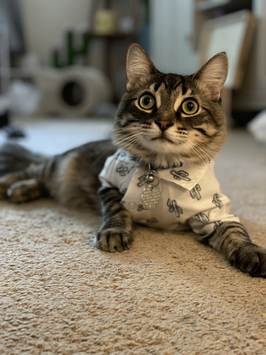 Katie_ann29's tweet photo. We got misha a cactus shirt today, he is so cute I could die!!! 🌵🥰 https://t.co/BXGqV09aOw