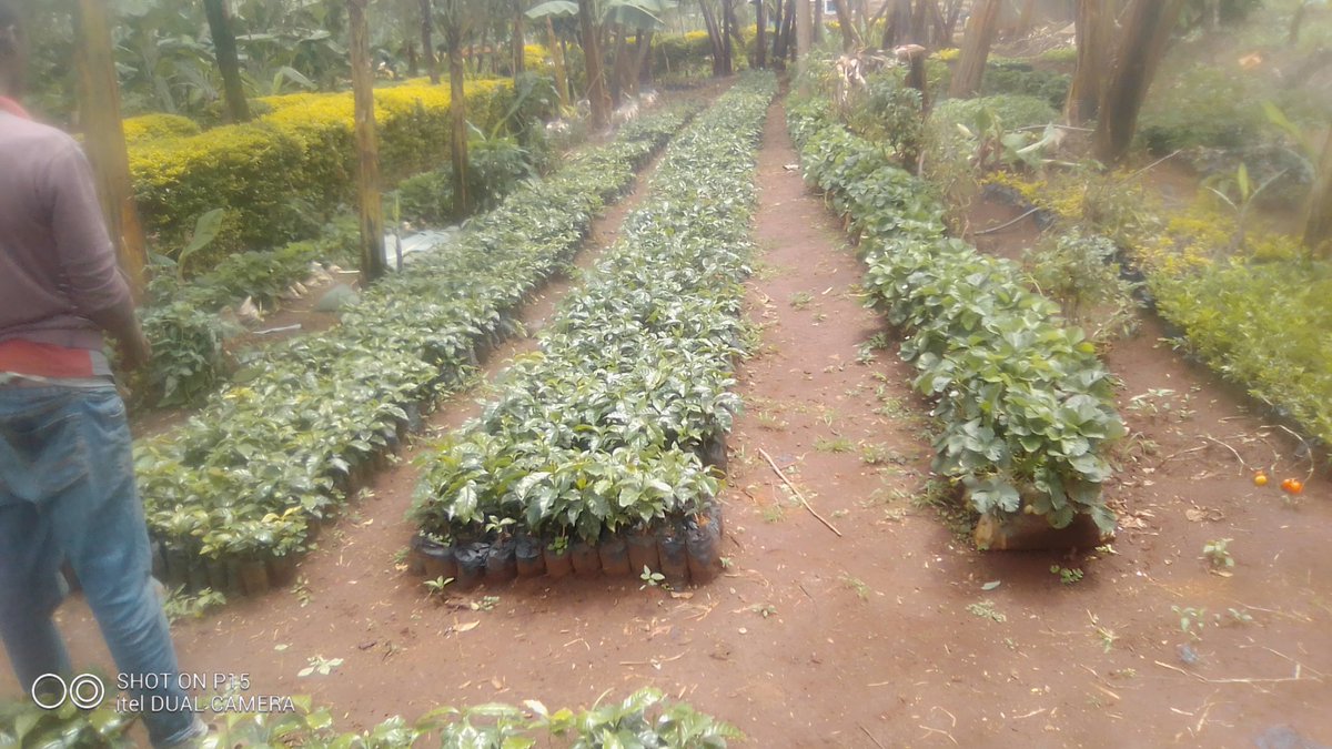 EngineerGitong1's tweet image. @DavisandShirtliff
#ImprovingLives
Hello friends.Due to the corona pandemic, I embarked on my farming skills to help my parents.We've portions for horticultural crops, others with food crops and some with fruits .@Davisshirtliff has brought to an end to water connection problems.