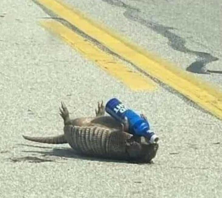 Stop_Trump20's tweet photo. Matt Gaetzs spirit animal https://t.co/WiwXZgIiPY