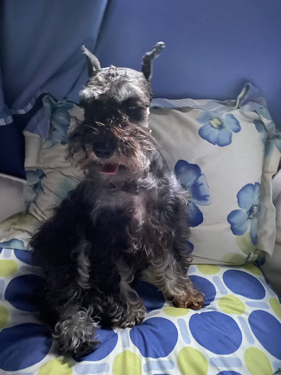 SalvadorDoggi's tweet photo. Lady thought I needed a new bed (that she keeps callin’ my #tuffet) It’s been here a few days &amp; I’m getting used to it. One nice thing, if I stand up I can peep out a win doe #SchnauzerSlumberSaga https://t.co/4Uaiuw6TM0