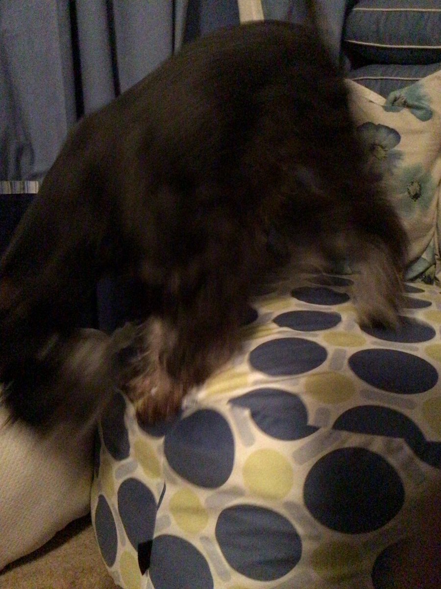 SalvadorDoggi's tweet photo. Lady thought I needed a new bed (that she keeps callin’ my #tuffet) It’s been here a few days &amp; I’m getting used to it. One nice thing, if I stand up I can peep out a win doe #SchnauzerSlumberSaga https://t.co/4Uaiuw6TM0