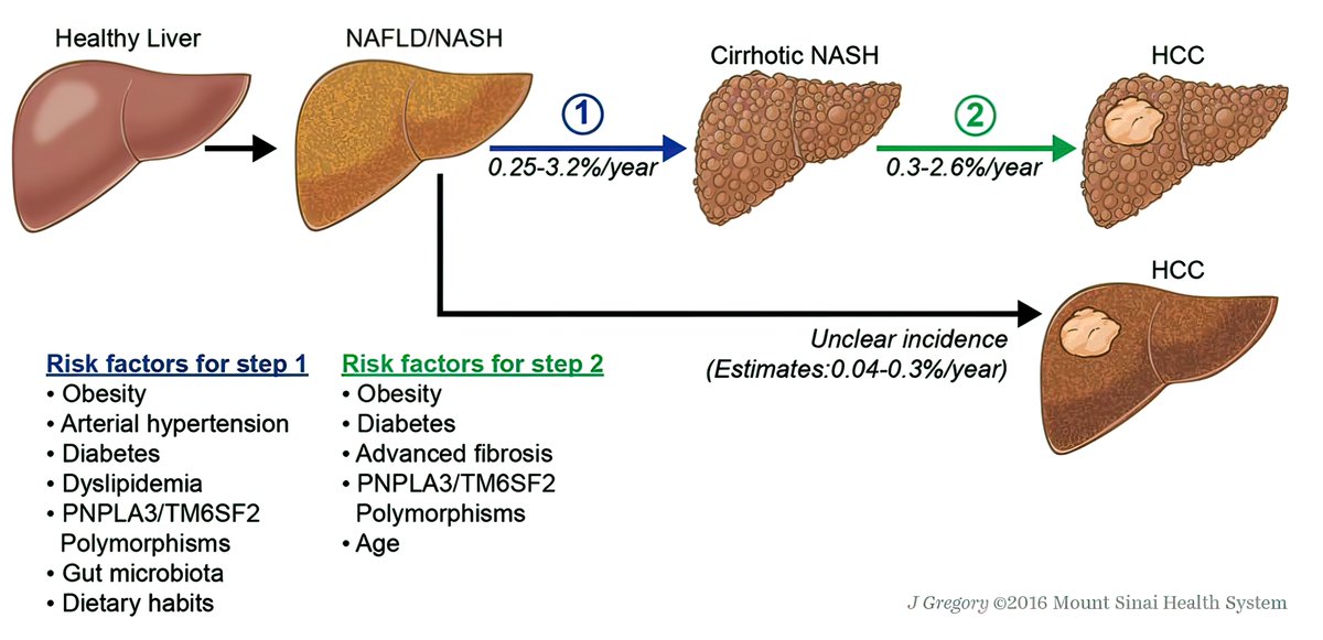 Esteatosis hepatica leve que significa Esteatosis hepatica leve que significa