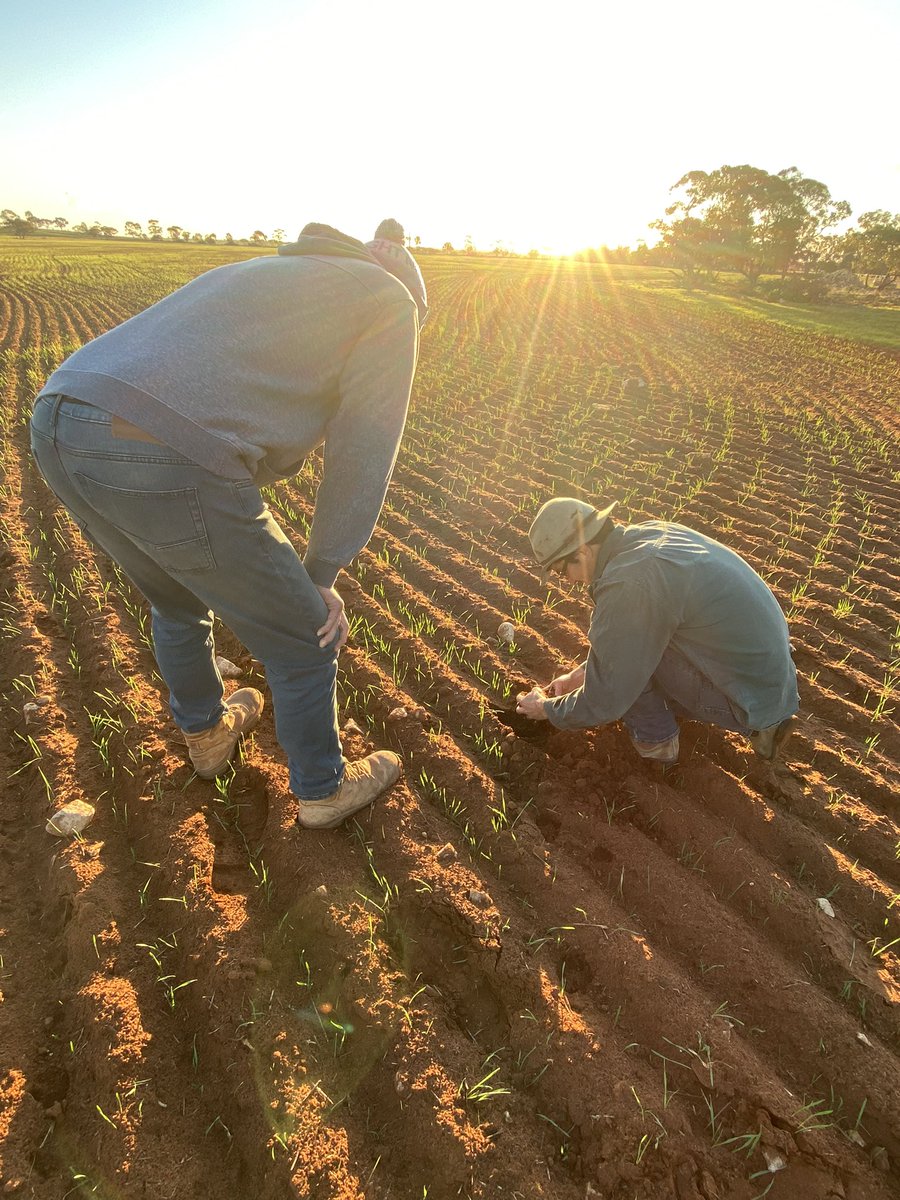 EllenZibell's tweet photo. Last stop at Boarder Park Organics, some country a bit more like ours. Learnt about worm hit pellets, storing grain with no chem, brewing goodies and more #boarderparkorganics #ag_bureau #sustainableagscholarship #learning #resilientag #sustainableag #researchtrip https://t.co/rQzNAx0uJf