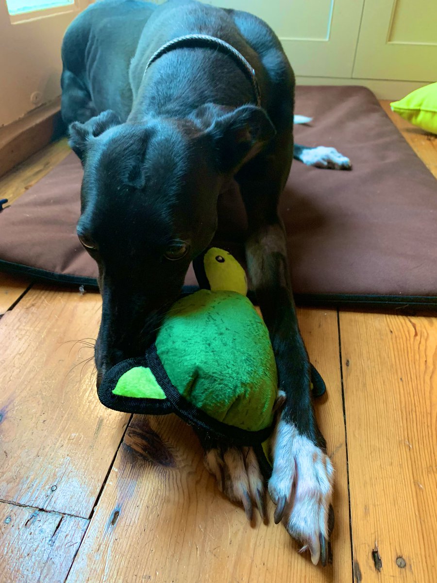 Year2Chalgrove's tweet photo. Thank you so much for all of our generous gifts - there was even one for Miss Hudson's dog Rosie. She was very excited and turtle is now her new best friend! Have a wonderful summer everyone ☀️😎💛 @ChalgroveSchool https://t.co/Bl37nNAoF5