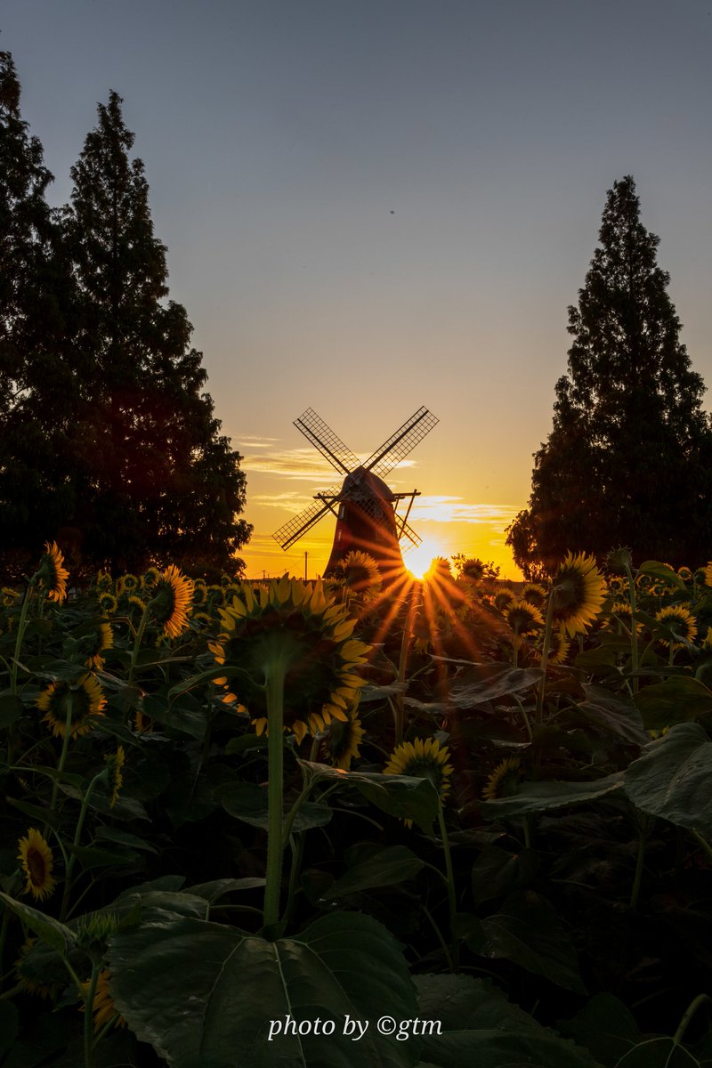 向日葵と - অনুসন্ধান / X