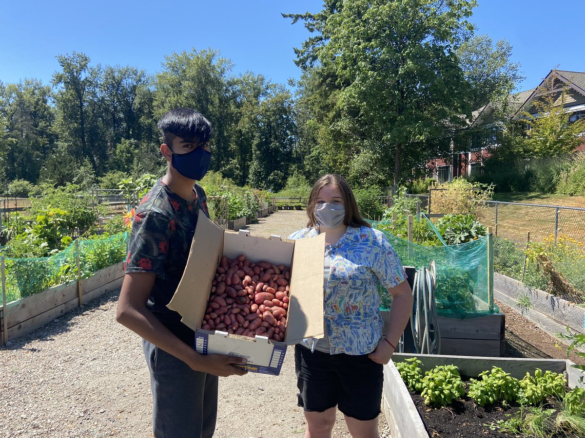 sdaintrey's tweet photo. Potatoes planted by @mrseanevans and taken care of by green team! Off to the community kitchen to feed some hungry bellies! #projectequal #sd36learns #greenteam #growyourfood https://t.co/xenOEFodOv