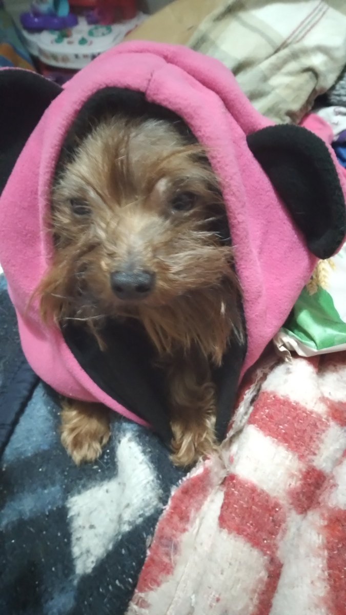yasnimar's tweet photo. #DIAPERRUNOENLHDJ  mi puntito con 5 añitos  creyendose micky jijiji .. https://t.co/l21Yt8209u