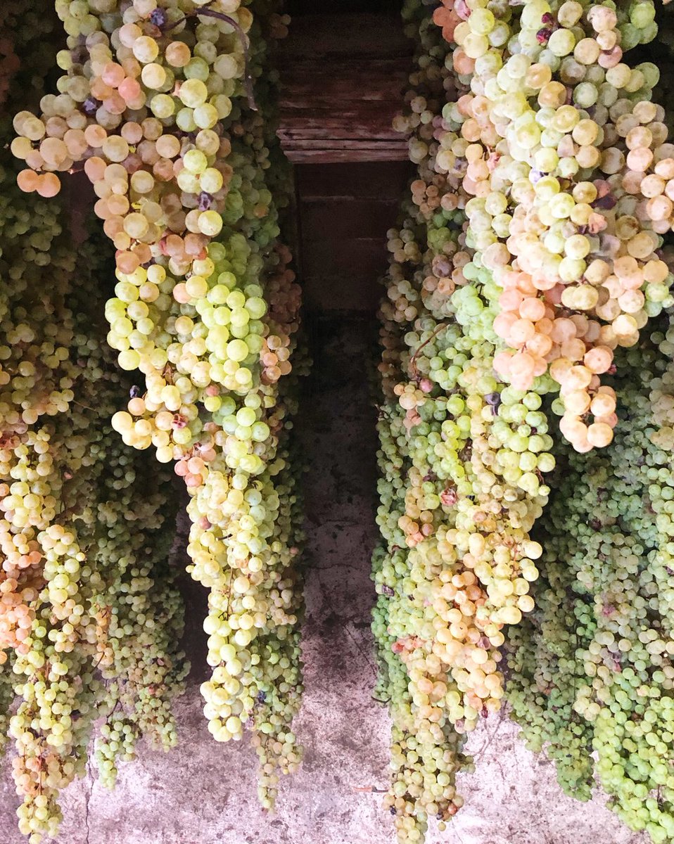 Passionate for #appassimento! 😍

Can’t wait to return to the Veneto this fall so that I can witness this magical moment after harvest when various types of grapes are hung out to dry to make the region’s recioti (dessert wines) and Amarone. 

Shown here are Garganega grape