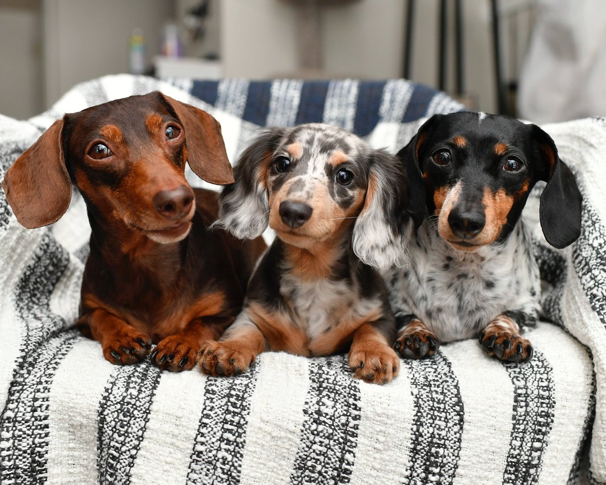 Harlow’s Angels