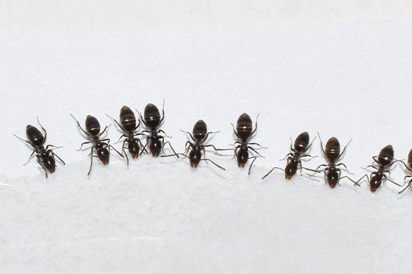 MoyerServices's tweet photo. Seeing ants in your house? Find out how to get rid of them and prevent them from coming  back here:
https://t.co/AigCEVLG8e https://t.co/6zhubBPJqI