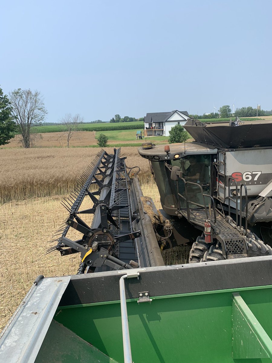 #wintercanola harvest complete! Lots learned and lots still to learn. Happy with how it turned out! Thanks to <a href="/megnmoran/">Meghan Moran</a> for all the advice. #ontag #harvest21
