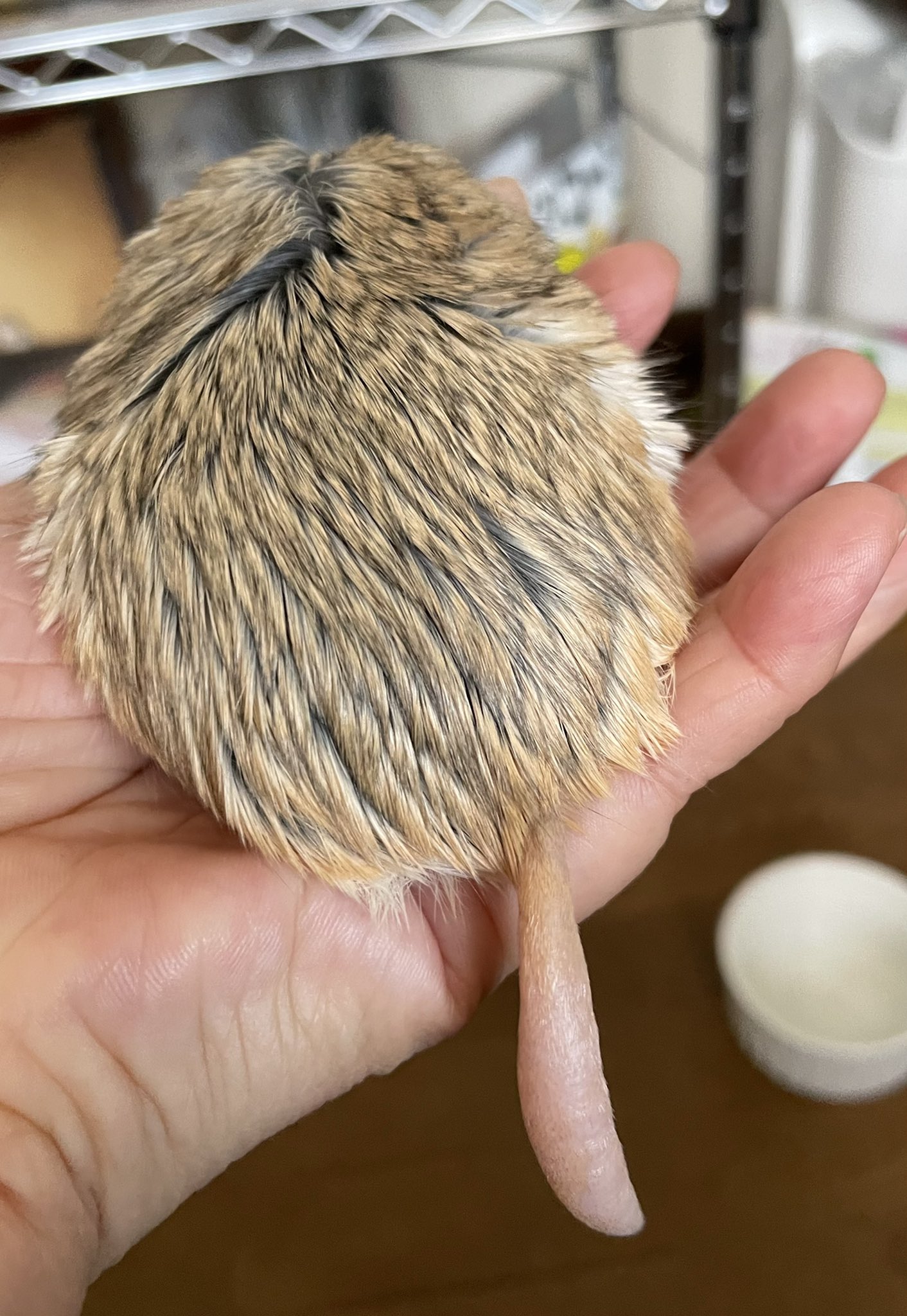 ネズミの尻尾 Twitter Search Twitter